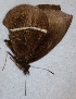  ( - CEP-DNA6616)  @11 [ ] by-nc-sa (2024) MZUJ Jagiellonian University, Nature Education Centre