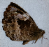  ( - CEP-DNA6617)  @11 [ ] by-nc-sa (2024) MZUJ Jagiellonian University, Nature Education Centre