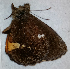  ( - CEP-DNA6621)  @11 [ ] by-nc-sa (2024) MZUJ Jagiellonian University, Nature Education Centre