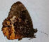  ( - CEP-DNA6629)  @11 [ ] by-nc-sa (2024) MZUJ Jagiellonian University, Nature Education Centre