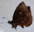  ( - CEP-DNA6632)  @11 [ ] by-nc-sa (2024) MZUJ Jagiellonian University, Nature Education Centre