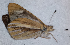 ( - CEP-DNA6644)  @11 [ ] by-nc-sa (2024) MZUJ Jagiellonian University, Nature Education Centre