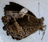  ( - CEP-DNA6671)  @11 [ ] by-nc-sa (2024) MZUJ Jagiellonian University, Nature Education Centre