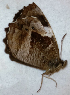  ( - CEP-DNA6674)  @11 [ ] by-nc-sa (2024) MZUJ Jagiellonian University, Nature Education Centre