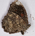 ( - CEP-DNA7003)  @11 [ ] by-nc-sa (2024) MZUJ Jagiellonian University, Nature Education Centre