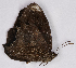 ( - CEP-DNA7019)  @11 [ ] by-nc-sa (2024) MZUJ Jagiellonian University, Nature Education Centre