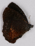  ( - CEP-DNA7036)  @11 [ ] by-nc-sa (2024) MZUJ Jagiellonian University, Nature Education Centre