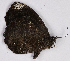  ( - CEP-DNA7060)  @11 [ ] by-nc-sa (2024) MZUJ Jagiellonian University, Nature Education Centre
