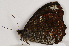  ( - CEP-DNA7655)  @11 [ ] by-nc-sa (2024) MZUJ Jagiellonian University, Nature Education Centre