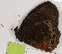  ( - CEP-DNA7676)  @11 [ ] by-nc-sa (2024) MZUJ Jagiellonian University, Nature Education Centre