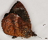  ( - CEP-DNA7724)  @11 [ ] by-nc-sa (2024) MZUJ Jagiellonian University, Nature Education Centre