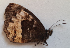 ( - CEP-DNA5927)  @11 [ ] by-nc-sa (2023) MZUJ Jagiellonian University, Nature Education Centre