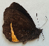  ( - CEP-DNA5941)  @11 [ ] by-nc-sa (2023) MZUJ Jagiellonian University, Nature Education Centre