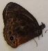  ( - CEP-DNA6018)  @11 [ ] by-nc-sa (2023) MZUJ Jagiellonian University, Nature Education Centre