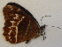  ( - CEP-DNA6022)  @11 [ ] by-nc-sa (2023) MZUJ Jagiellonian University, Nature Education Centre