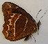  ( - CEP-DNA6023)  @11 [ ] by-nc-sa (2023) MZUJ Jagiellonian University, Nature Education Centre