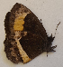  ( - CEP-DNA6039)  @11 [ ] by-nc-sa (2023) MZUJ Jagiellonian University, Nature Education Centre