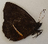  ( - CEP-DNA6059)  @11 [ ] by-nc-sa (2023) MZUJ Jagiellonian University, Nature Education Centre