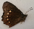  ( - CEP-DNA6067)  @11 [ ] by-nc-sa (2023) MZUJ Jagiellonian University, Nature Education Centre