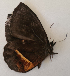 ( - CEP-DNA6114)  @11 [ ] by-nc-sa (2023) MZUJ Jagiellonian University, Nature Education Centre