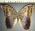  (Eryphanis polyxena licomedon - CFC34752)  @11 [ ] copyright (2024) Center For Collection-Based Research Center For Collection-Based Research