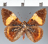  ( - CFC34829)  @11 [ ] copyright (2024) Center For Collection-Based Research Center For Collection-Based Research