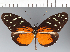  (Heliconius hecale zuleika - CFC34862)  @11 [ ] copyright (2024) Center For Collection-Based Research Center For Collection-Based Research