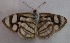  ( - CFCA06663)  @11 [ ] by-nc-sa (2024) Coleccion Boliviana de Fauna Coleccion Boliviana de Fauna