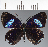  (Diaethria gabaza - CFCD04208)  @11 [ ] copyright (2024) Center For Collection-Based Research Center For Collection-Based Research