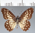  ( - CFCD02741)  @11 [ ] copyright (2023) Center For Collection-Based Research Center For Collection-Based Research