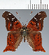  (Hypanartia sp. CF06 - CFCD02801)  @11 [ ] copyright (2023) Center For Collection-Based Research Center For Collection-Based Research
