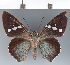  ( - CFCD03299)  @11 [ ] copyright (2023) Center For Collection-Based Research Center For Collection-Based Research
