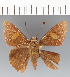  (Cephise impunctus - CFCD03323)  @11 [ ] copyright (2023) Center For Collection-Based Research Center For Collection-Based Research