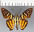  ( - CFCD03342)  @11 [ ] copyright (2023) Center For Collection-Based Research Center For Collection-Based Research