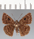  (Cyclosemia herennius - CFCD03387)  @11 [ ] copyright (2023) Center For Collection-Based Research Center For Collection-Based Research