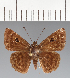 (Cyclosemia pedro - CFCD03388)  @11 [ ] copyright (2023) Center For Collection-Based Research Center For Collection-Based Research