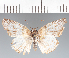  (Hoodus cristata - CFCD03408)  @11 [ ] copyright (2023) Center For Collection-Based Research Center For Collection-Based Research