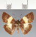  (Potamanaxas effusa - CFCD03431)  @11 [ ] copyright (2023) Center For Collection-Based Research Center For Collection-Based Research