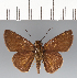  (Gufa fusca - CFCD03500)  @11 [ ] copyright (2023) Center For Collection-Based Research Center For Collection-Based Research