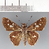  (Vacerra bonfilius - CFCD03507)  @11 [ ] copyright (2023) Center For Collection-Based Research Center For Collection-Based Research