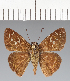  (Clito clada - CFCD03631)  @11 [ ] copyright (2023) Center For Collection-Based Research Center For Collection-Based Research