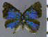  ( - MHNLXPL1D08)  @11 [ ] by-nc-sa (2022) C. FAYNEL MNHN, Paris