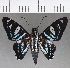  ( - CFCD01090)  @11 [ ] Copyright (2019) Christer Fahraeus Center For Collection-Based Research
