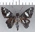  ( - CFCD01091)  @11 [ ] Copyright (2019) Christer Fahraeus Center For Collection-Based Research