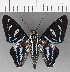  ( - CFCD01095)  @11 [ ] Copyright (2019) Christer Fahraeus Center For Collection-Based Research