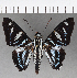  ( - CFCD01096)  @11 [ ] Copyright (2019) Christer Fahraeus Center For Collection-Based Research