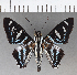  (Mimoniades fallax - CFCD01097)  @11 [ ] Copyright (2019) Christer Fahraeus Center For Collection-Based Research