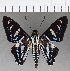  ( - CFCD01098)  @11 [ ] Copyright (2019) Christer Fahraeus Center For Collection-Based Research
