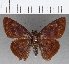  (Telemiades delalande - CFCD01136)  @11 [ ] Copyright (2019) Christer Fahraeus Center For Collection-Based Research