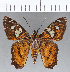  (Agara epimachia - CFCD01146)  @11 [ ] Copyright (2019) Christer Fahraeus Center For Collection-Based Research